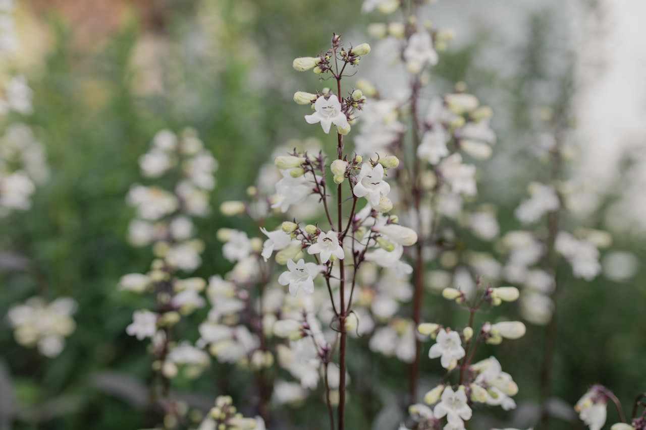 Sormipipo Mystica, Loukykvět