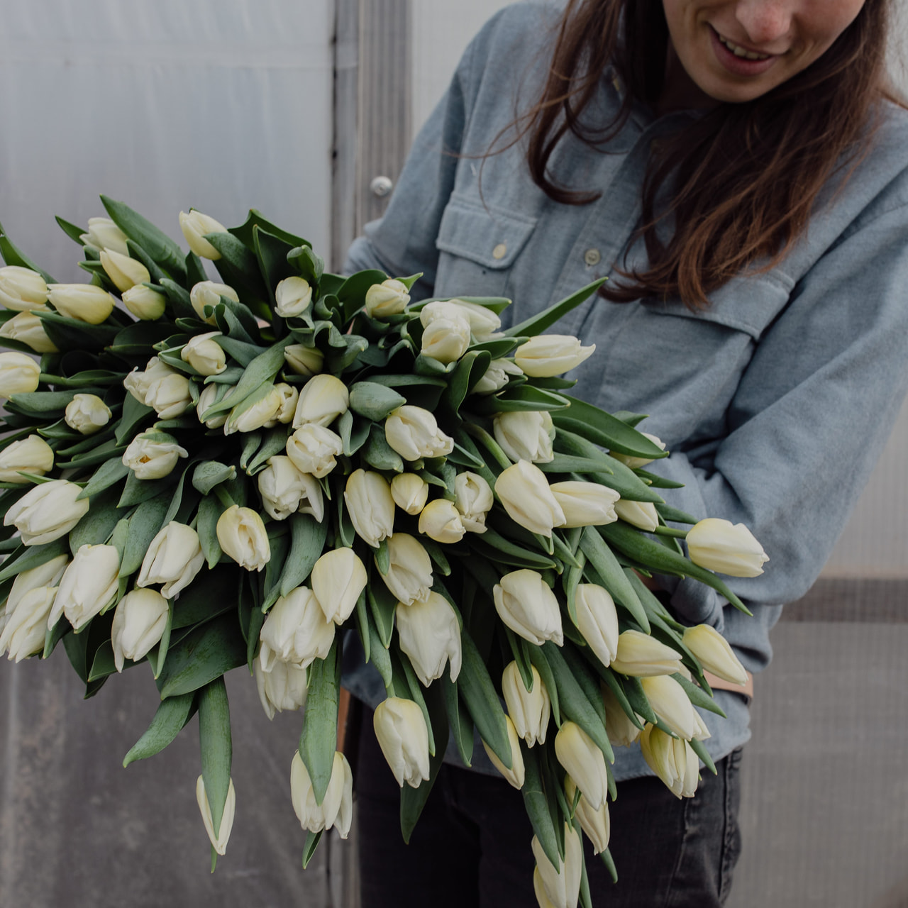 Tulppaani Kobla, Loukykvět