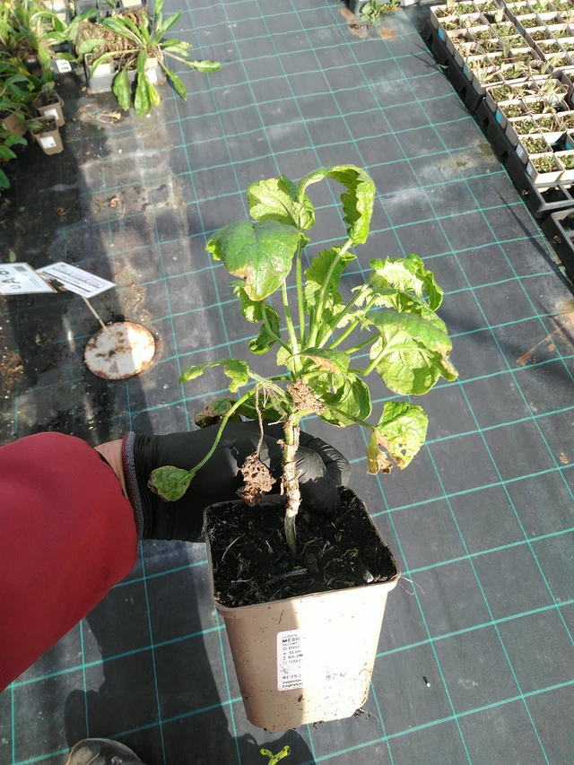 Měsíčnice fialová - 31. 10. 2025