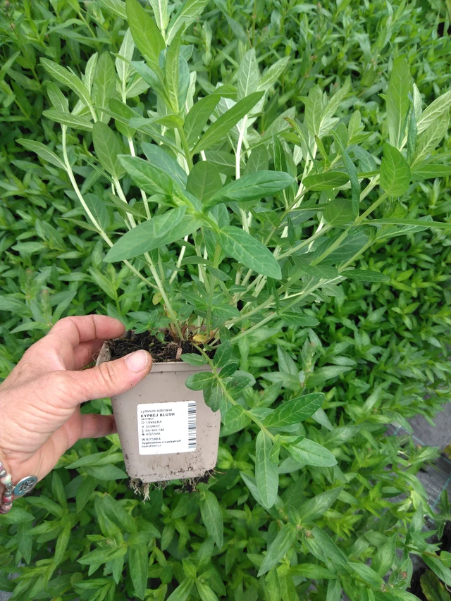 Rantakukka Blush - 2024