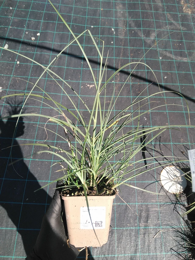 Miscanthus Yakushima Dwarf - 19. 8. 2025