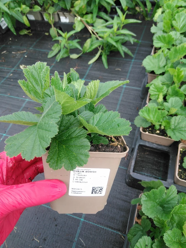 Kellukka Borisii - 29. 7. 2025