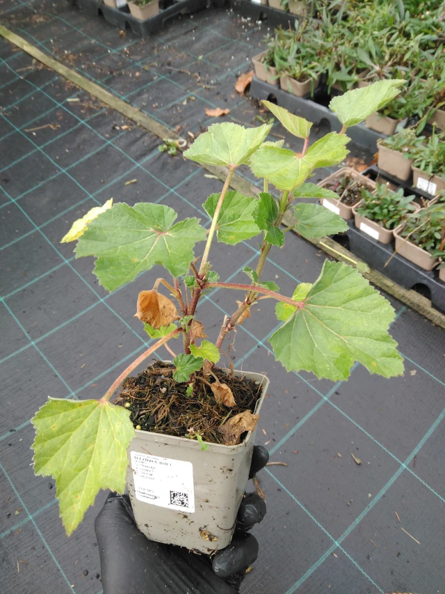 Malvikki Duet - 23. 10. 2025