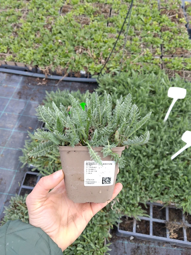 Siankärsämö Alabaster - 21. 4. 2026