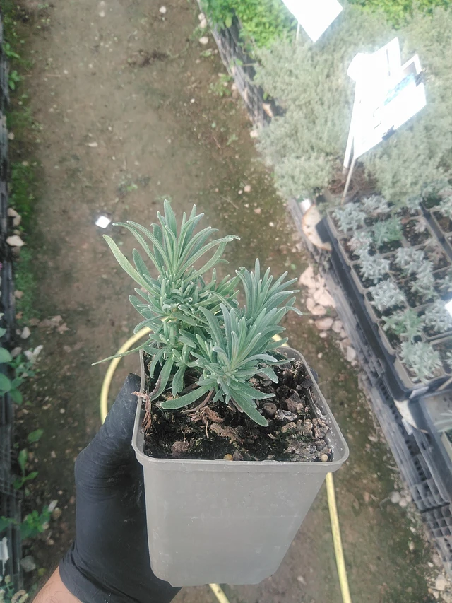 Laventeli Rosea - 10. 9. 2025