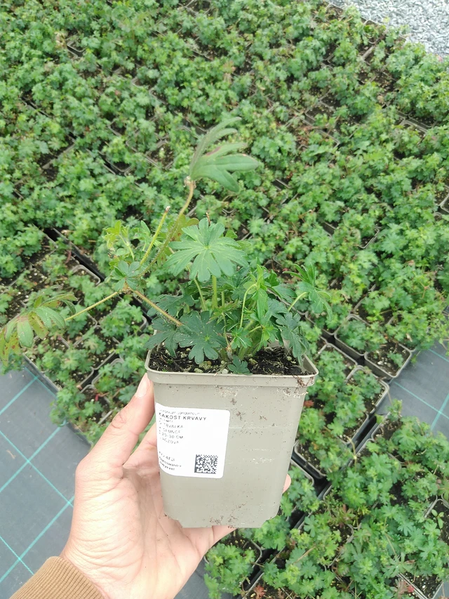 Verikurjenpolvi - 9. 6. 2025