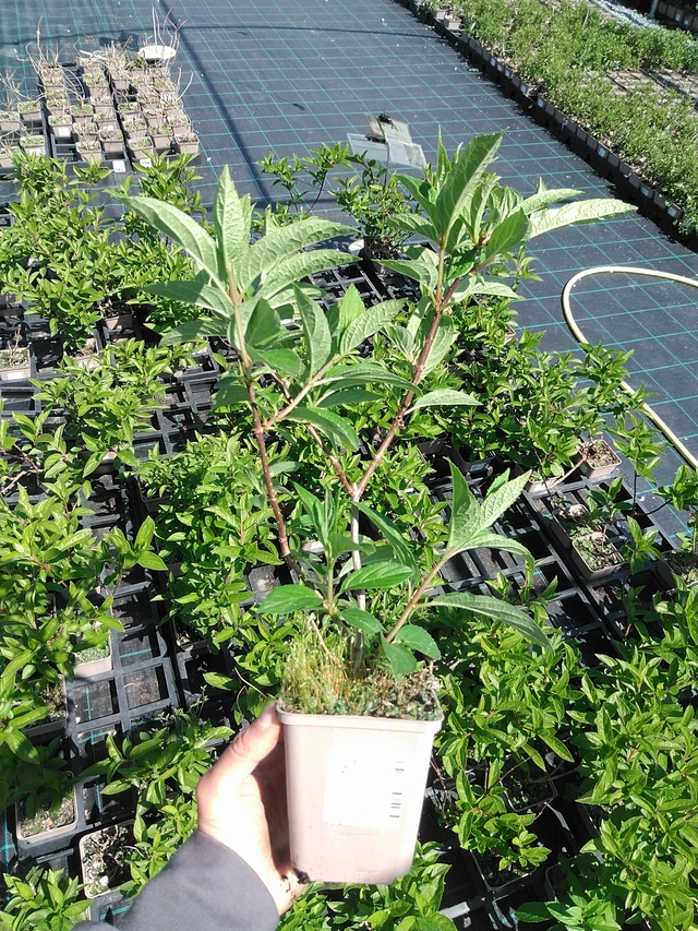 Syyshortensia Candlelight - 13. 5. 2025