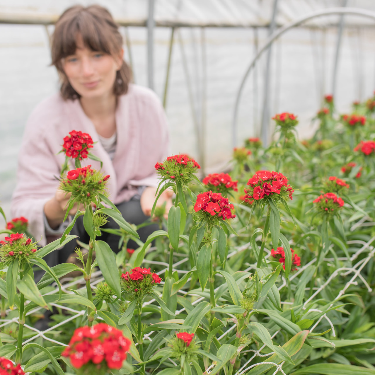 Clavel del poeta Barbienne Scarlet, Loukykvět