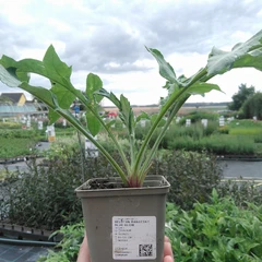 Plantón