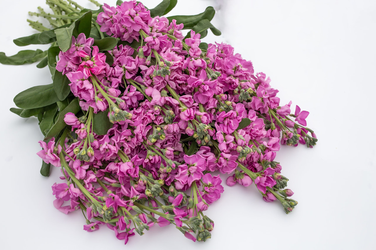 Alhelí Katz Pink, Loukykvět