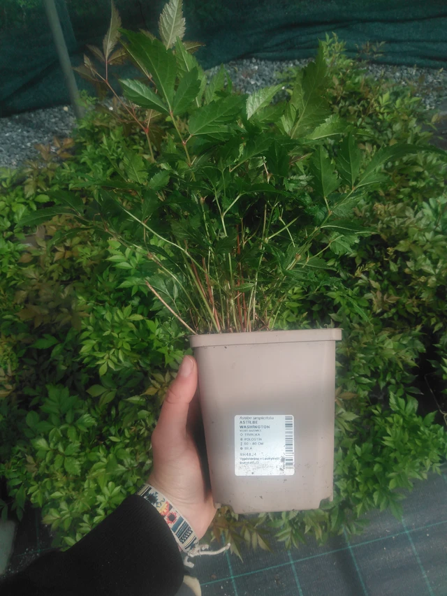 Jaloangervo Washington - 2024