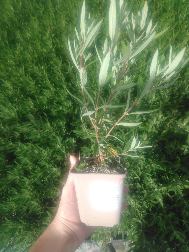 Caryopteris Kew Blue - 2024