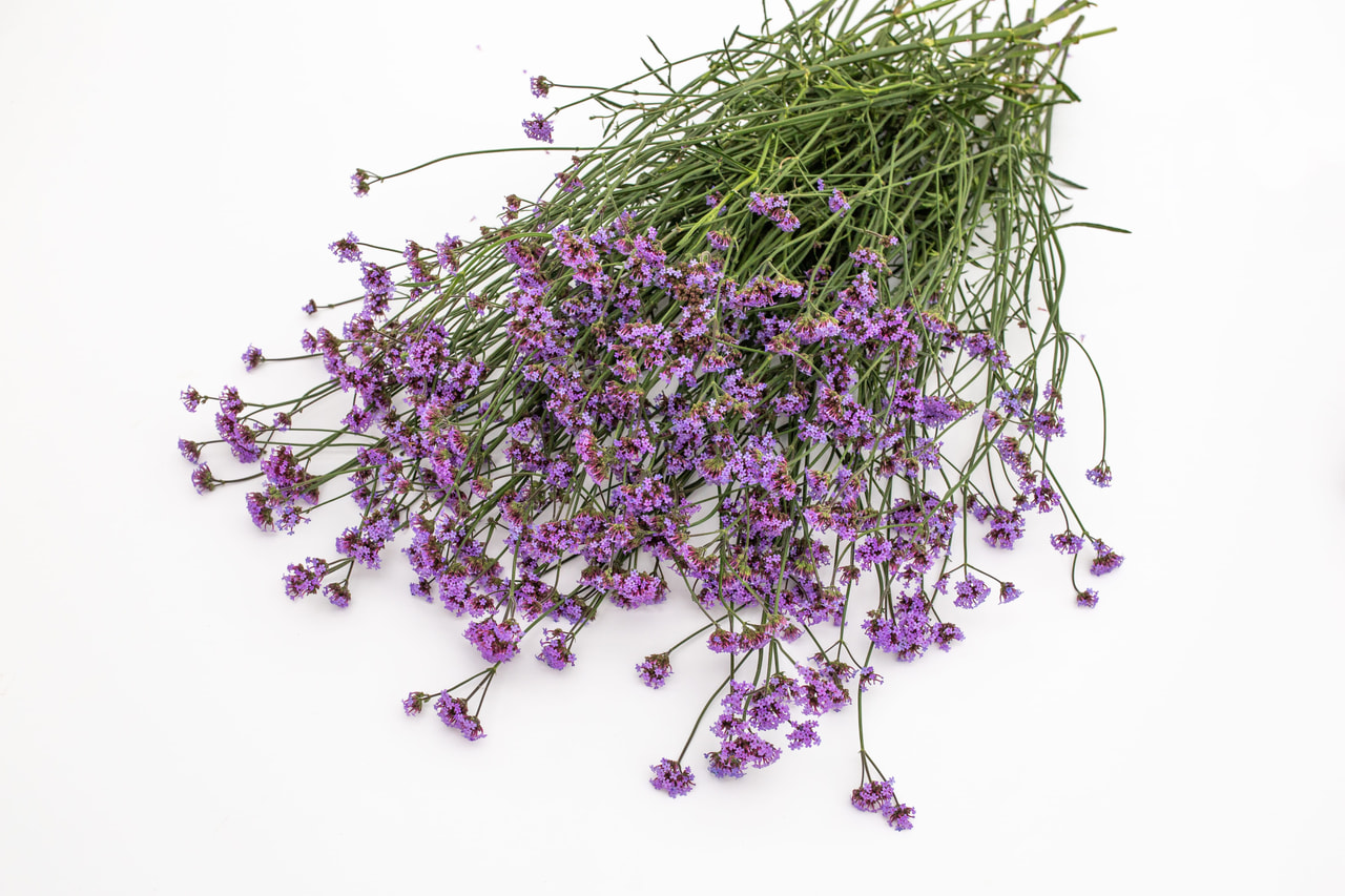 Rautayrtti Vanity, Loukykvět