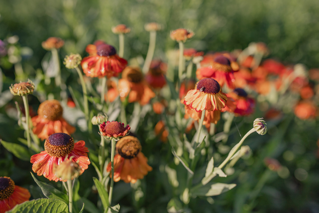 Hohdekukka Sahin's Early Flowerer, Loukykvět