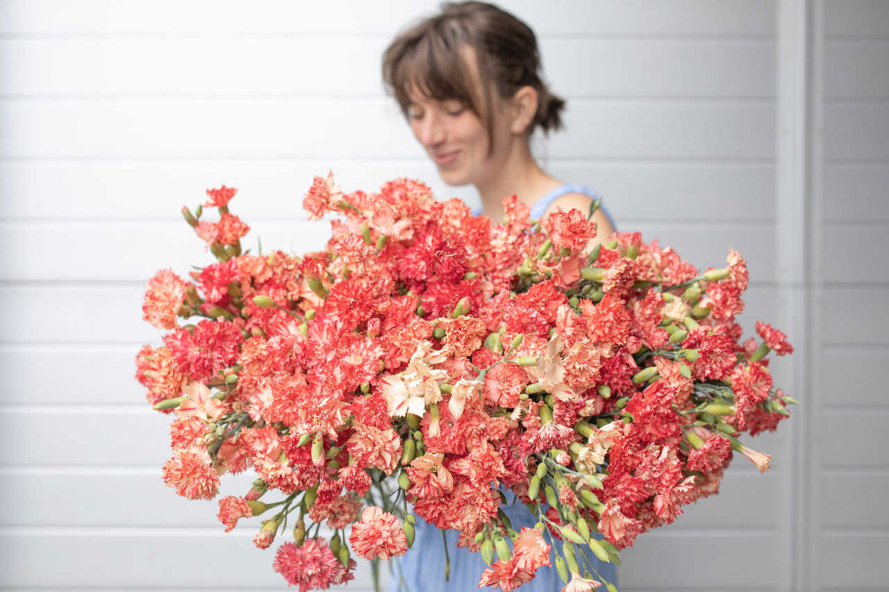 Nellike Chabaud Orange Sherbet, Loukykvět