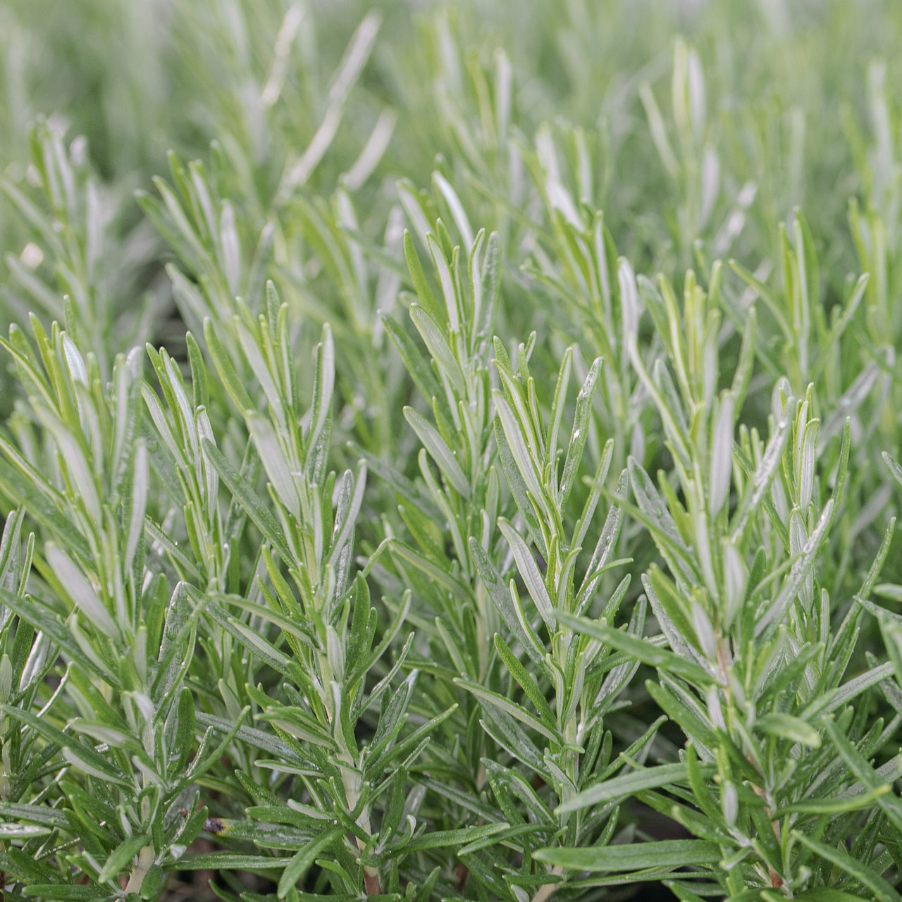 Rosmariini Hishtil Perigord, Loukykvět