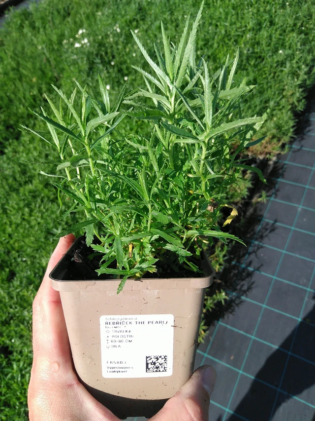 Kärsämö The Pearl - 24. 6. 2025