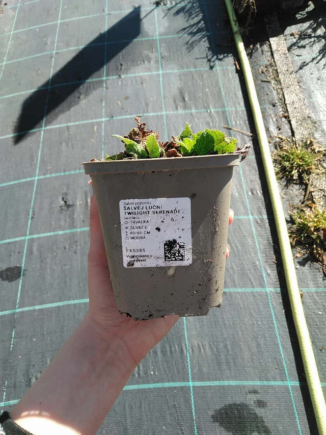 Salvia pratensis Twilight Serenade - 7. 4. 2026