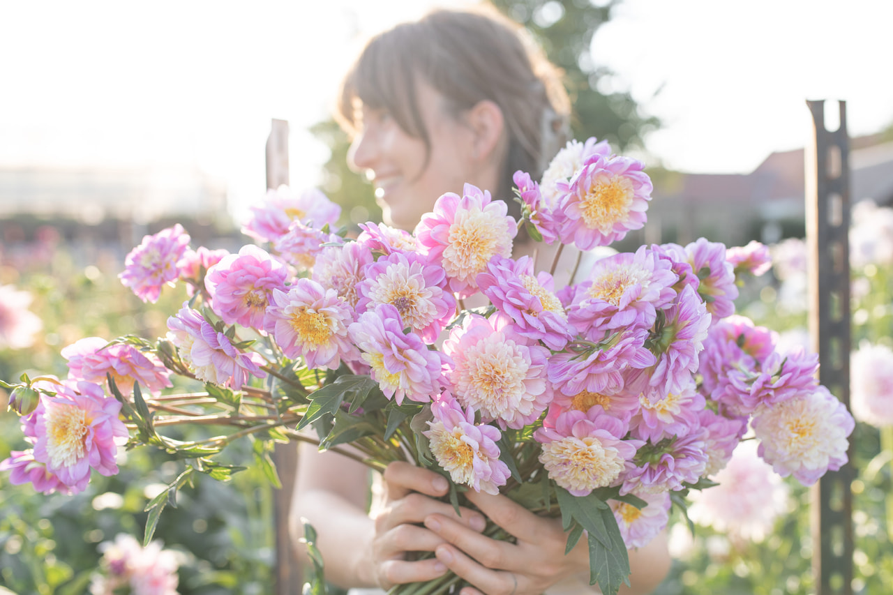 Daalia Take off, Loukykvět