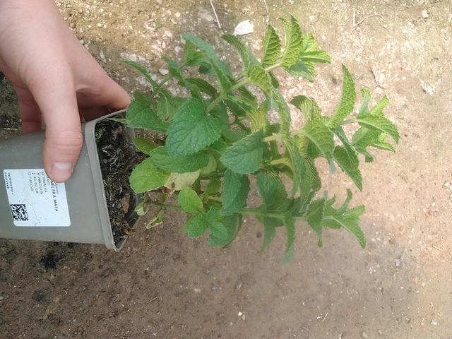 Menthe espagnole - 17. 7. 2025