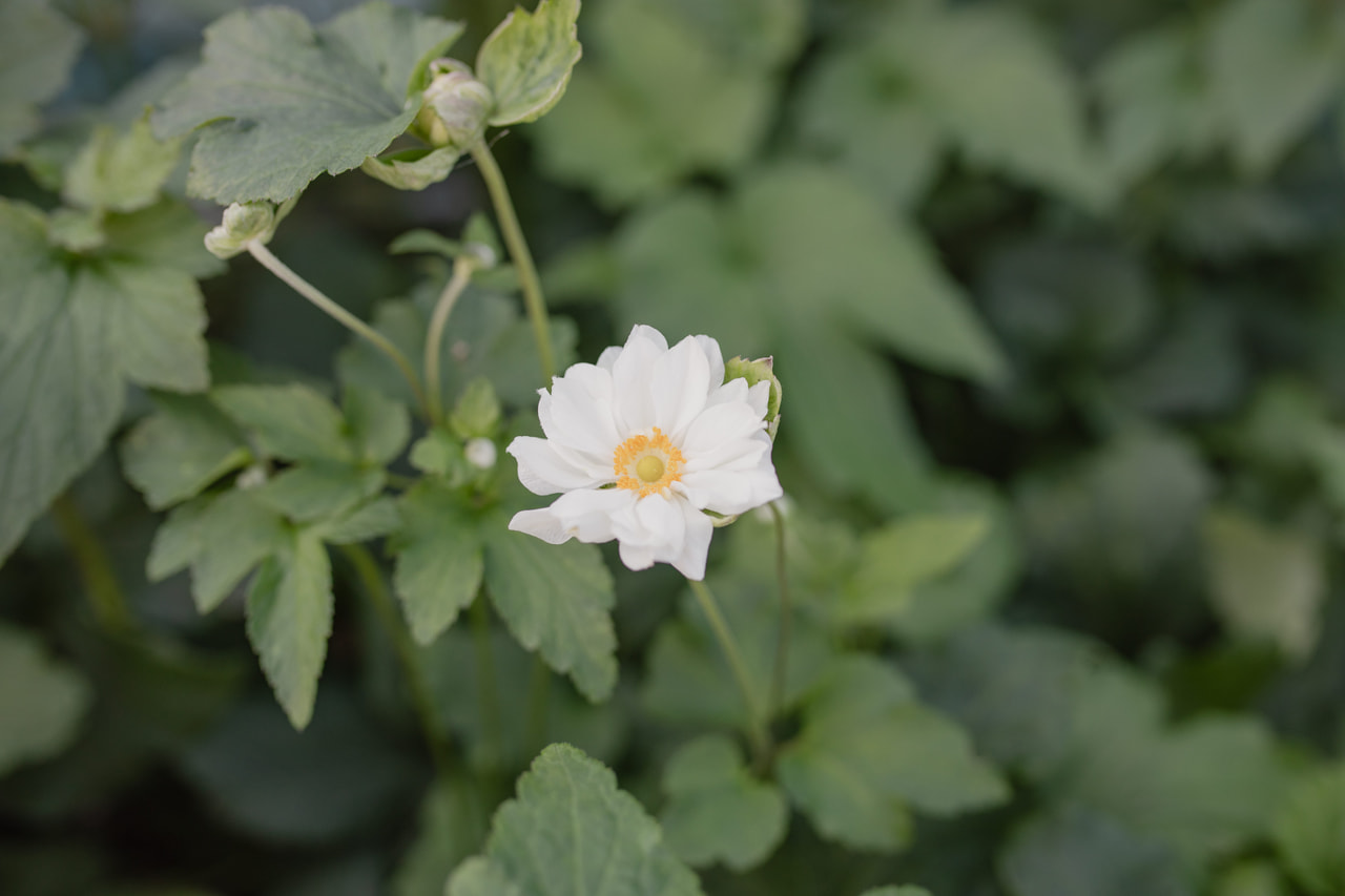 Syysvuokko Whirlwind, Loukykvět