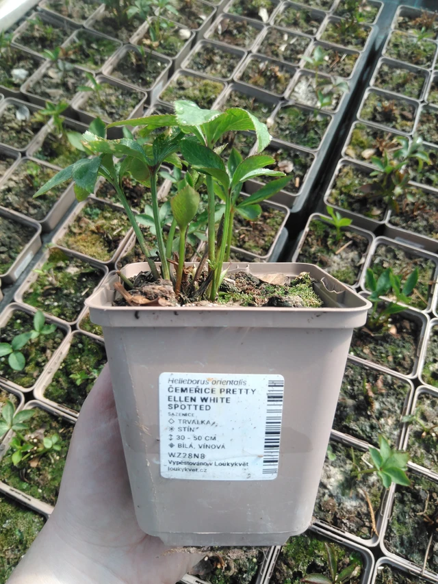 Jouluruusu Pretty Ellen White Spotted - 3. 4. 2025