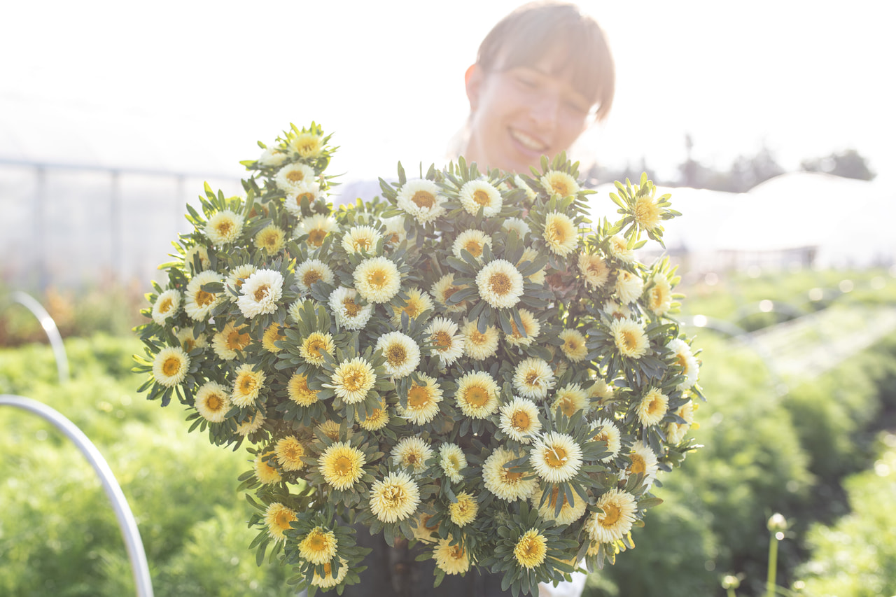 Kiinanasteri Matsumoto Yellow, Loukykvět