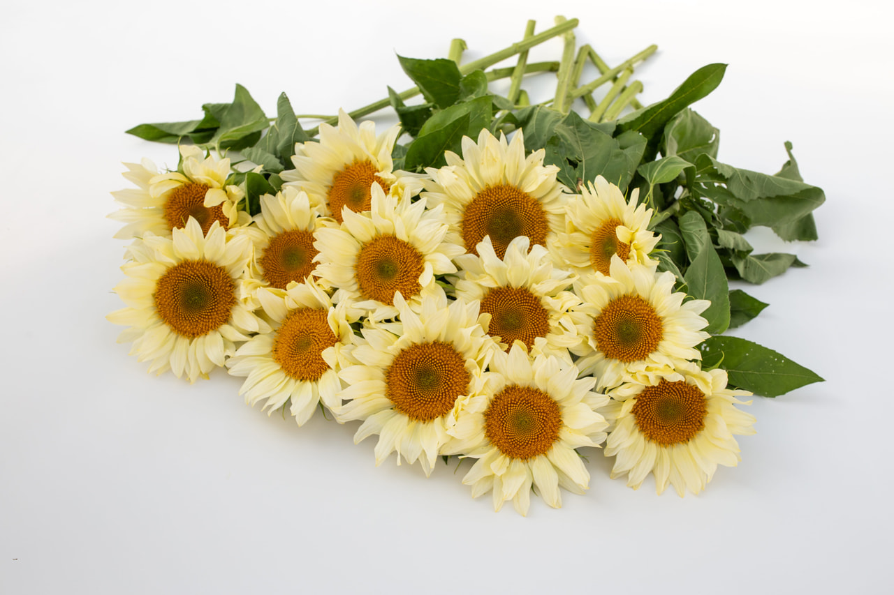 Auringonkukka ProCut White Lite, Loukykvět