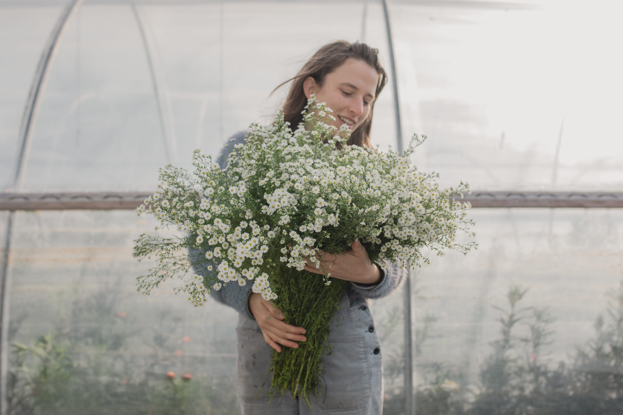 Asteri Pearla, Loukykvět