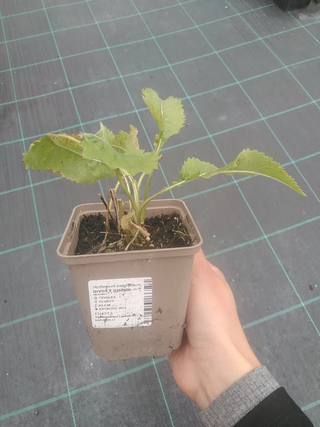 Preeriahelmikki - 10. 10. 2025