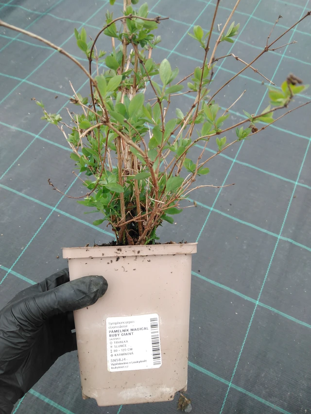Symphoricarpos Magical Ruby Giant - 1. 4. 2026