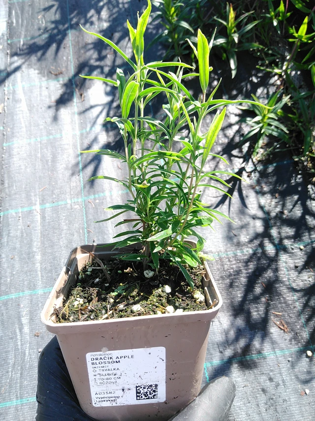 Pipo Apple Blossom - 19. 8. 2025