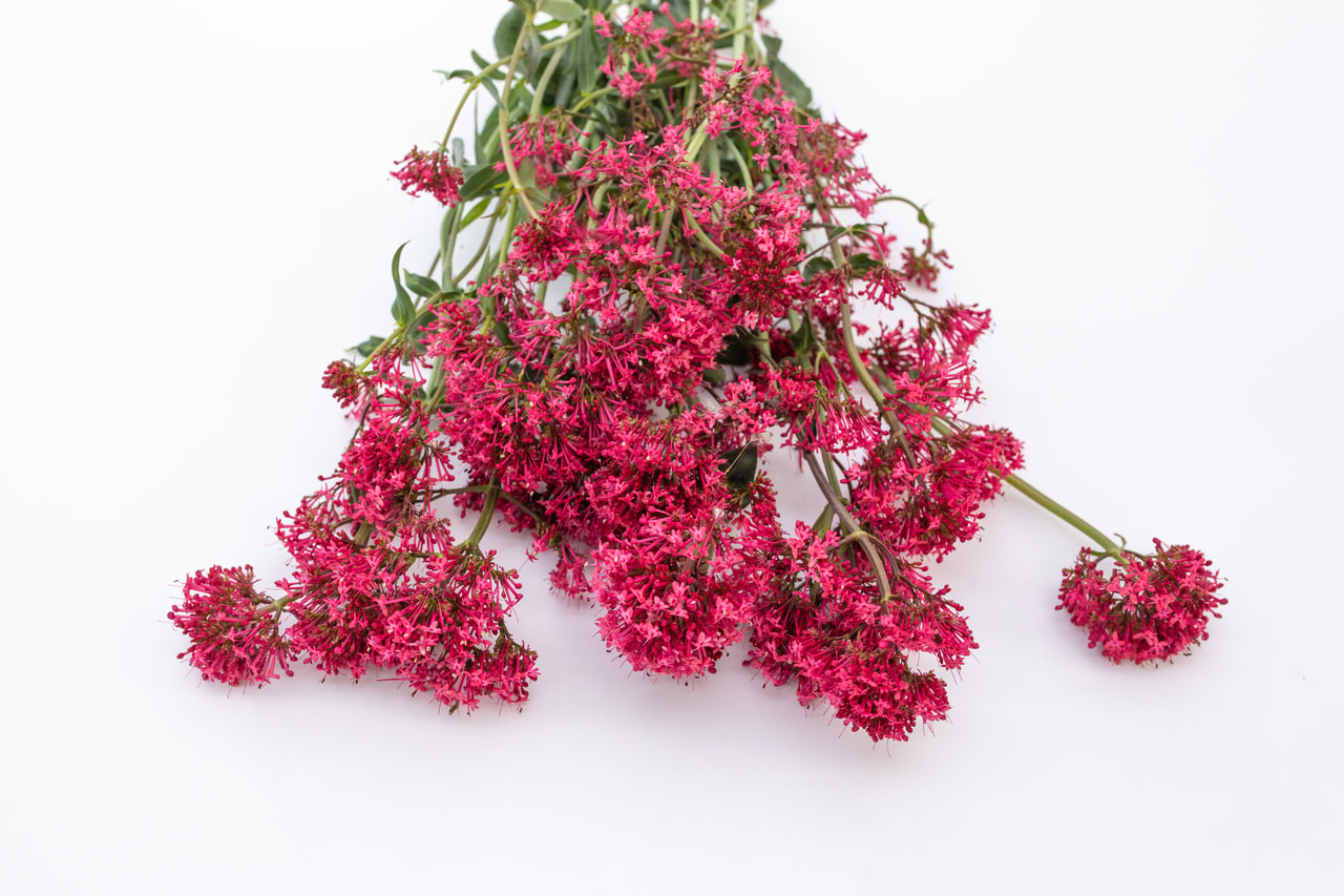 Komeapunikki Pretty Betsy Red, Loukykvět