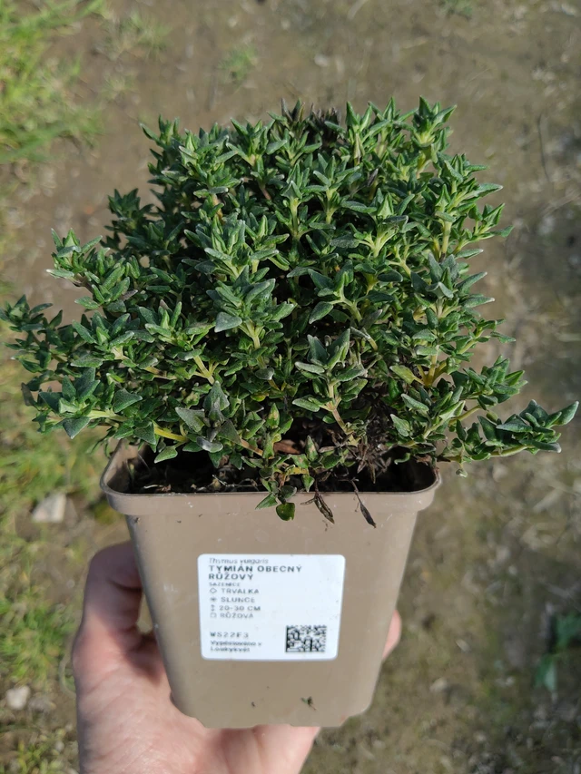 Tomillo rosa - 27. 3. 2026