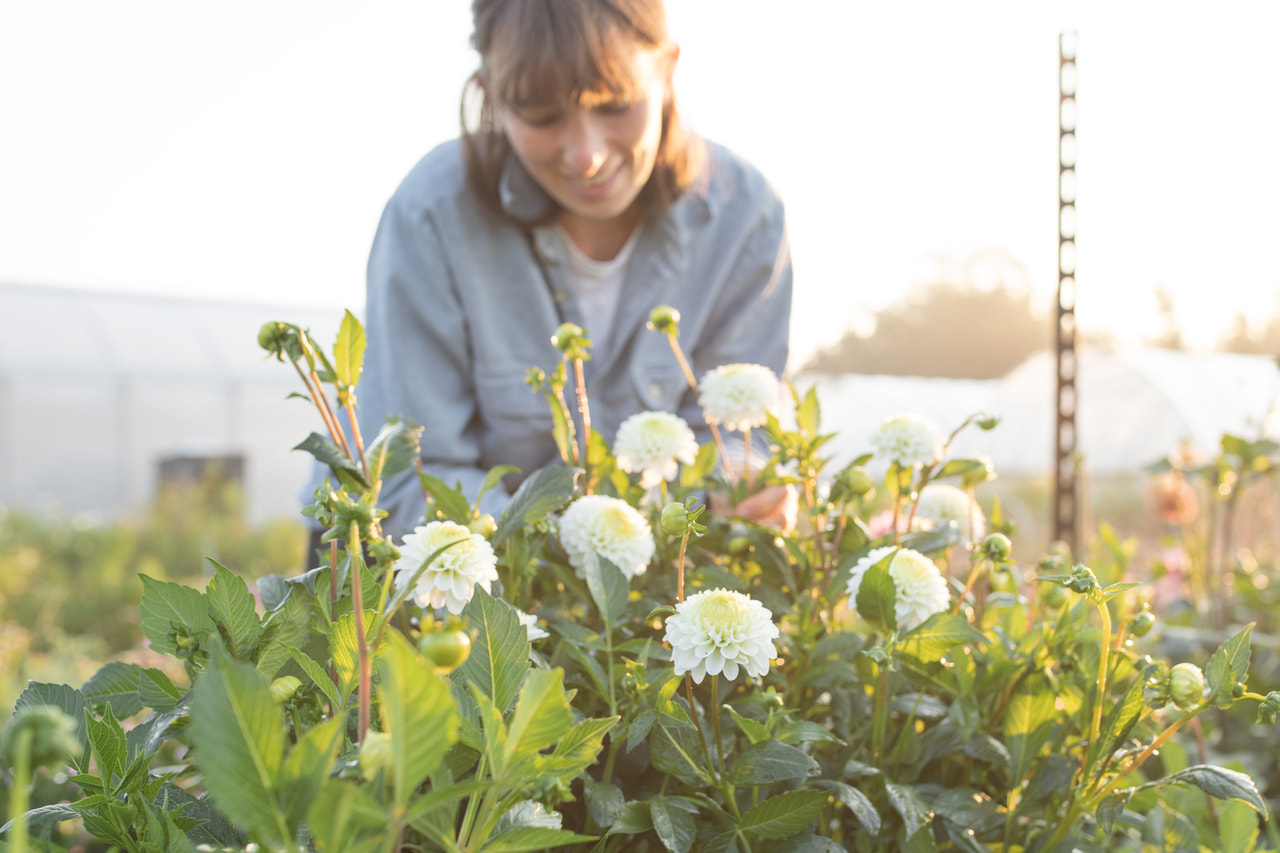 Dalia Caro, Loukykvět