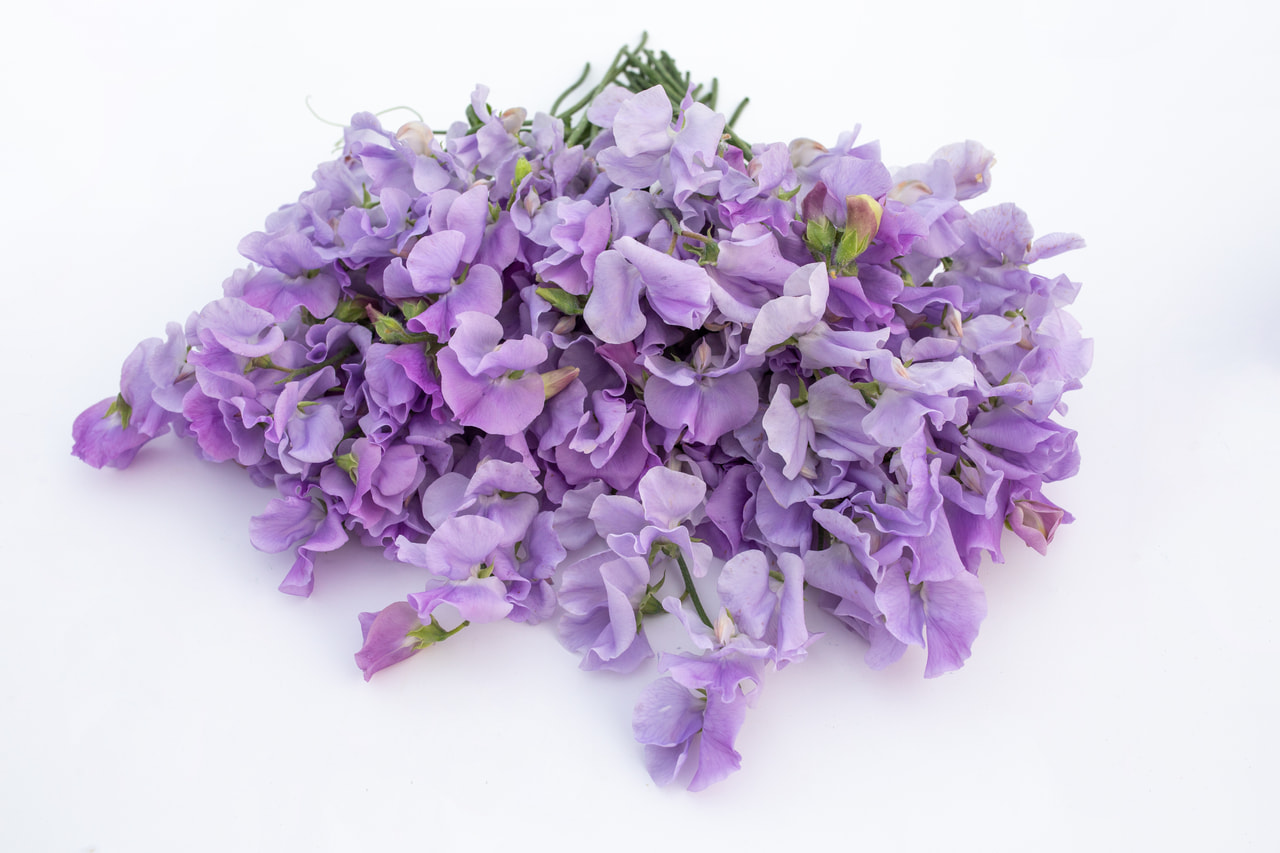 Lathyrus Winter Sunshine Lavender, Loukykvět