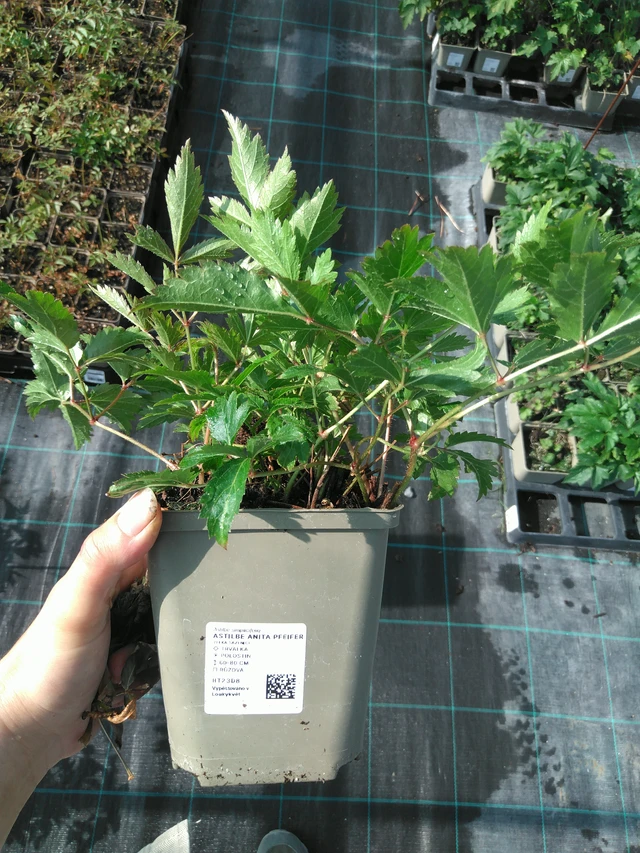 Jaloangervo Anita Pfeifer - 11. 7. 2025