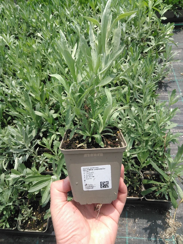 Artemisia ludoviciana - 9. 6. 2025