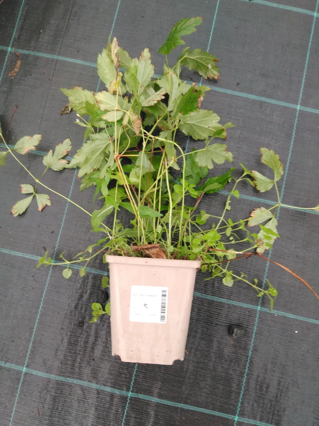 Jaloangervo Diamant - 10. 9. 2025