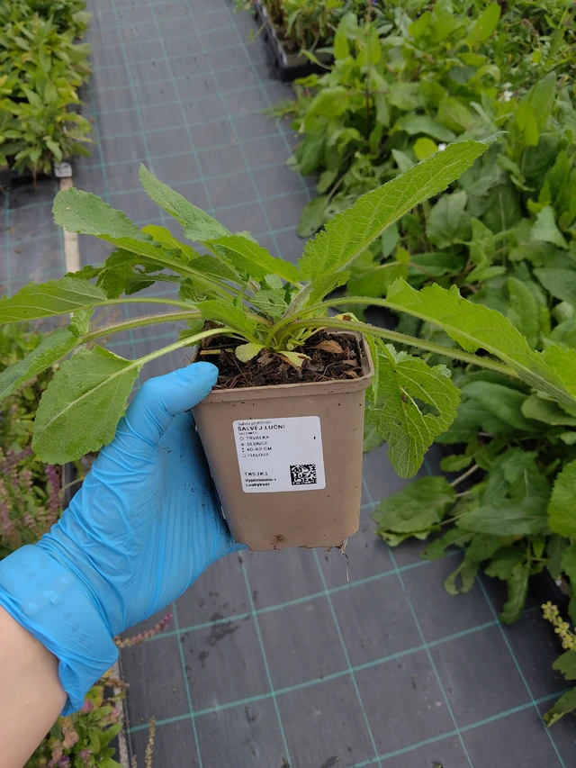 Aassalvei - 10. 9. 2025