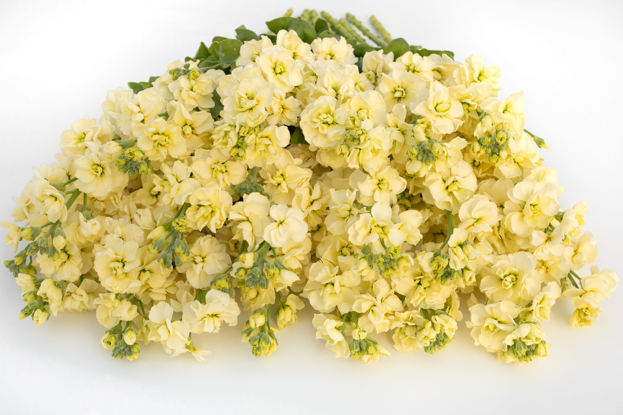 Stock StoX Yellow, Loukykvět