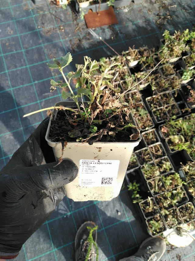 Steppe Catmint - 31. 10. 2025