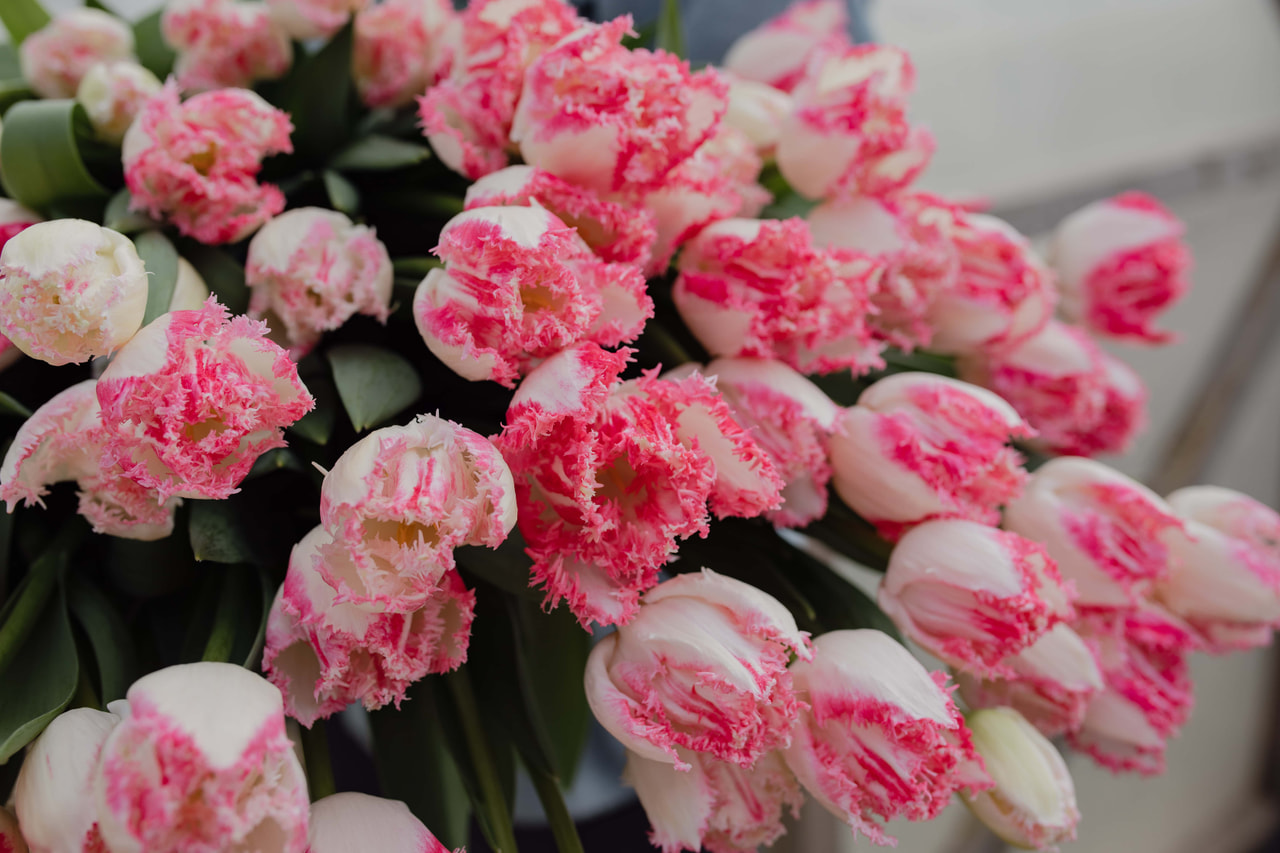 Tulppaani Neglige, Loukykvět