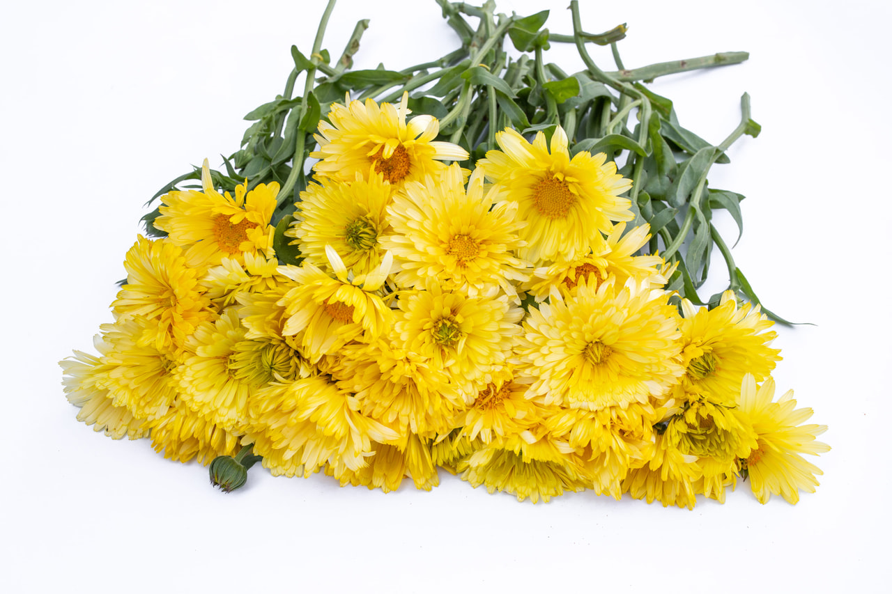 Marigold Pacific Beauty Cream, Loukykvět