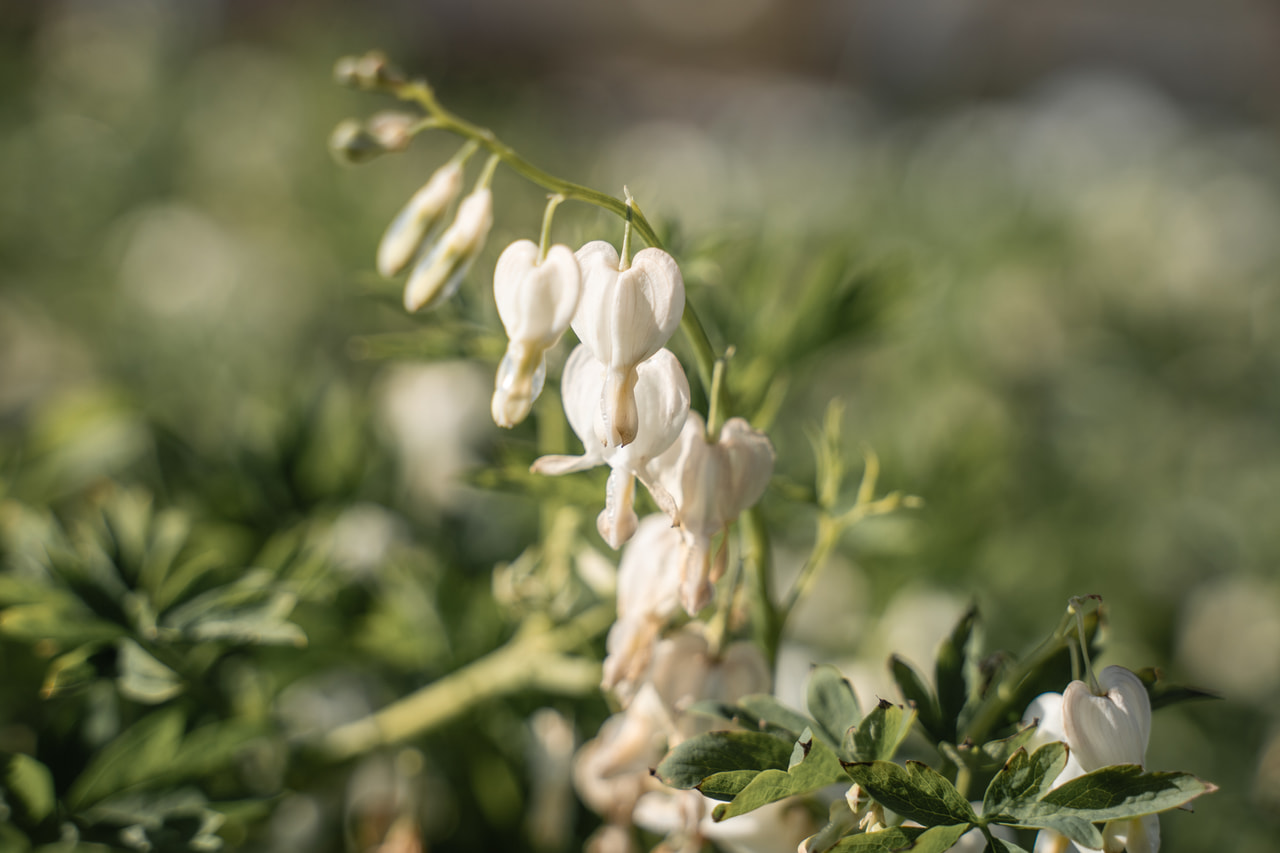Corazón de María Alba, Loukykvět
