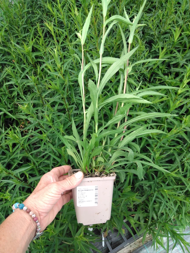 Asteri Primavera - 2024