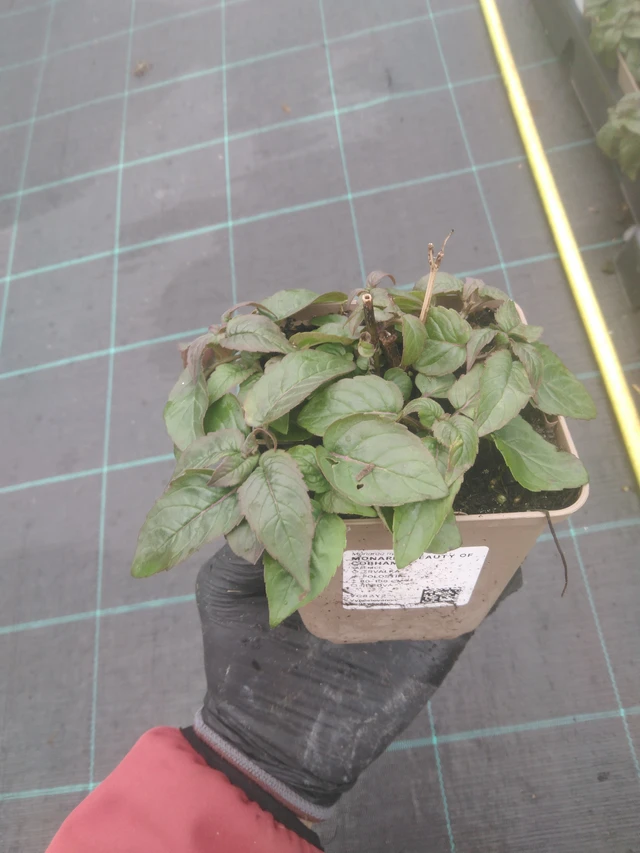 Väriminttu Beauty of Cobham - 23. 10. 2025