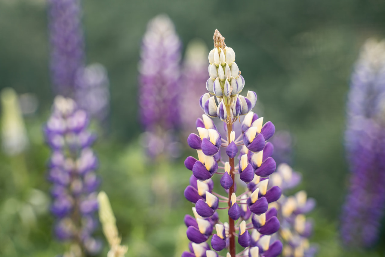 Lupiini Band of Nobles Kastellan, Loukykvět