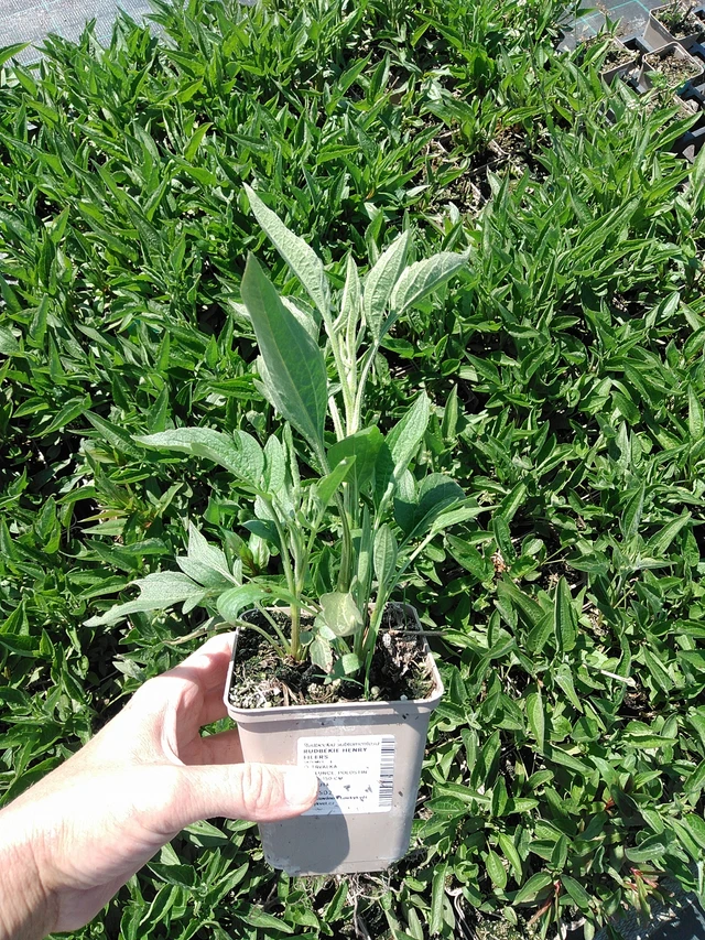 Päivänhattu Henry Eilers - 13. 5. 2025