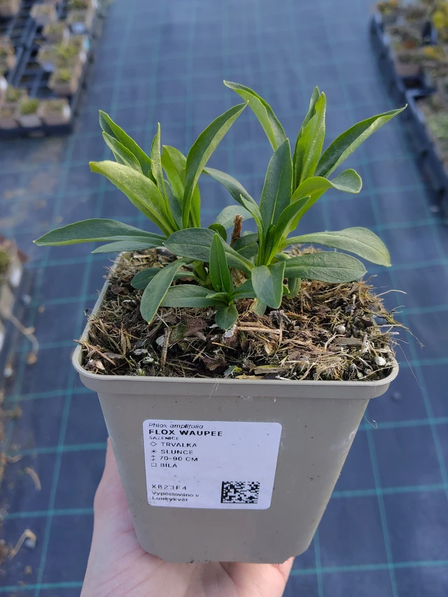 Leimu Waupee - 27. 3. 2026